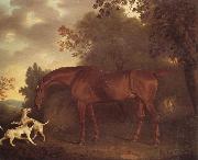 Clifton Tomson A Bay Hunter and Two Hounds in A Wooded Landscape oil painting on canvas